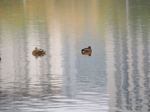 Ferruginous Duck