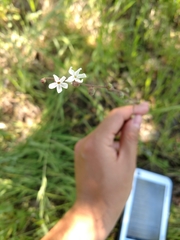 Lithophragma bolanderi