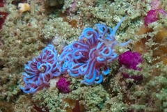 Phyllodesmium horridum