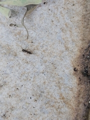 Brachyponera sennaarensis