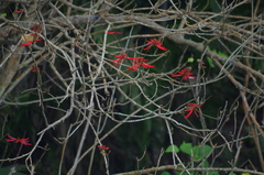 Erythrina americana