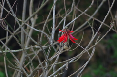Erythrina americana