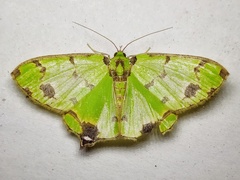 Agathia lycaenaria
