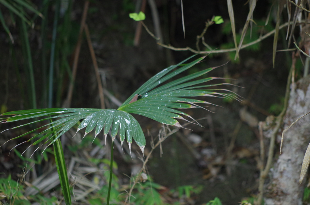 toquilla palm from Muisne, Ecuador on December 30, 2019 at 11:17 AM by ...