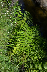 Blechnum triangularifolium