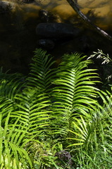 Blechnum triangularifolium