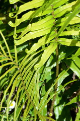 Blechnum triangularifolium