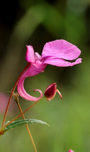 Chinese Balsam (Impatiens chinensis)