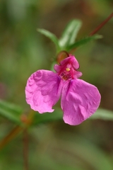 author not stated, no rights reserved Impatiens chinensis, photograph author not stated, no rights reserved