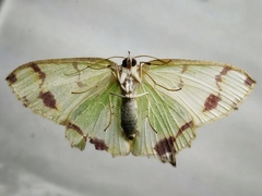 Agathia lycaenaria