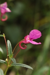 author not stated, no rights reserved Impatiens chinensis, photograph author not stated, no rights reserved