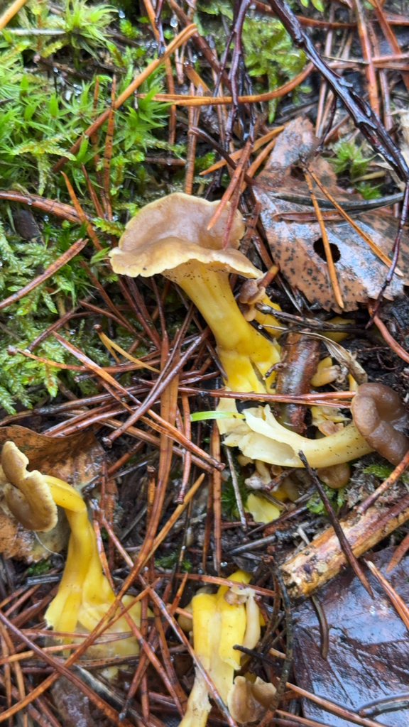 Craterellus tubaeformis