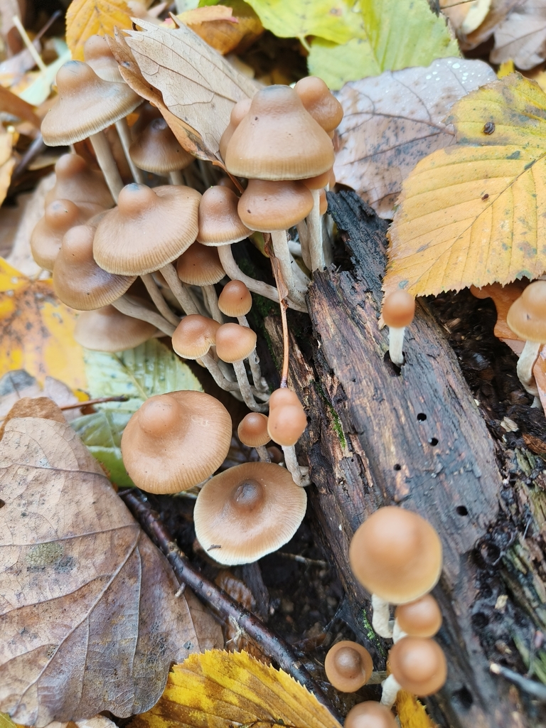 Psilocybe serbica · November 2025 · photo: © hanka_sokolova (iNaturalist, cc0)
