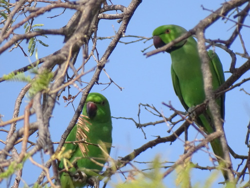 Rose-ringed Parakeet