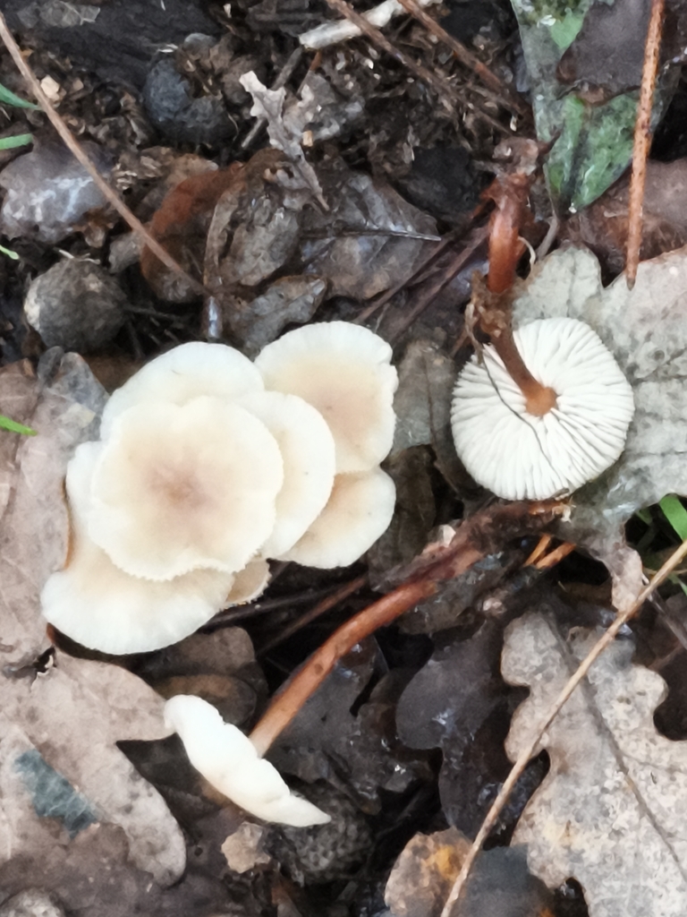 Gymnopus erythropus