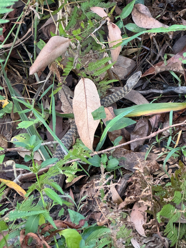 Common keelback sighting