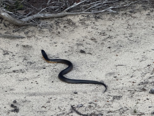 Western Tiger Snake sighting
