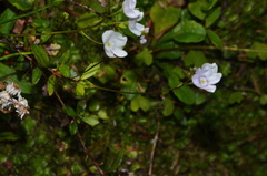Veronica lanceolata