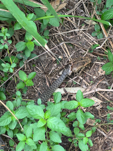 Common keelback sighting