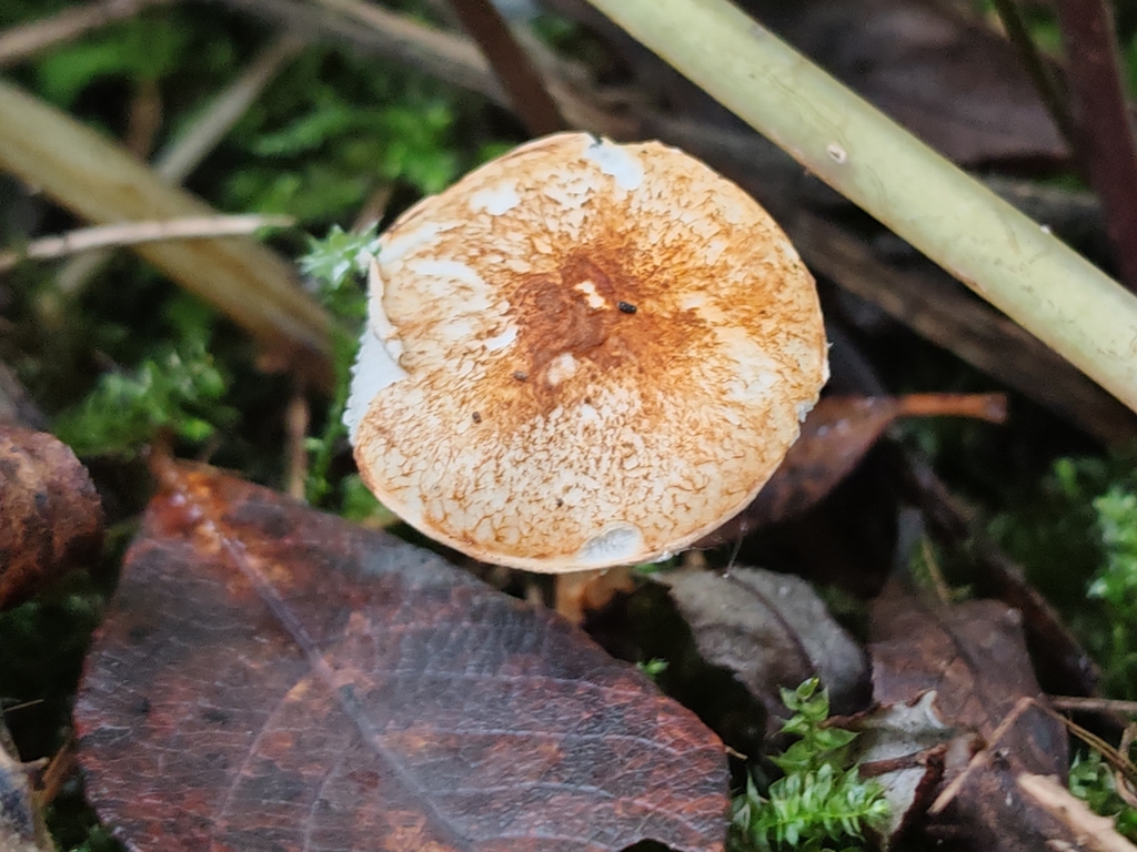 Lepiota boudieri