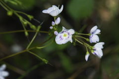 Veronica lanceolata