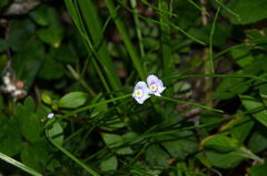 Veronica lanceolata