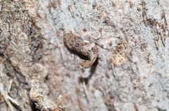 Ledromorpha