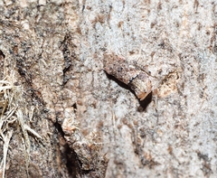 Ledromorpha
