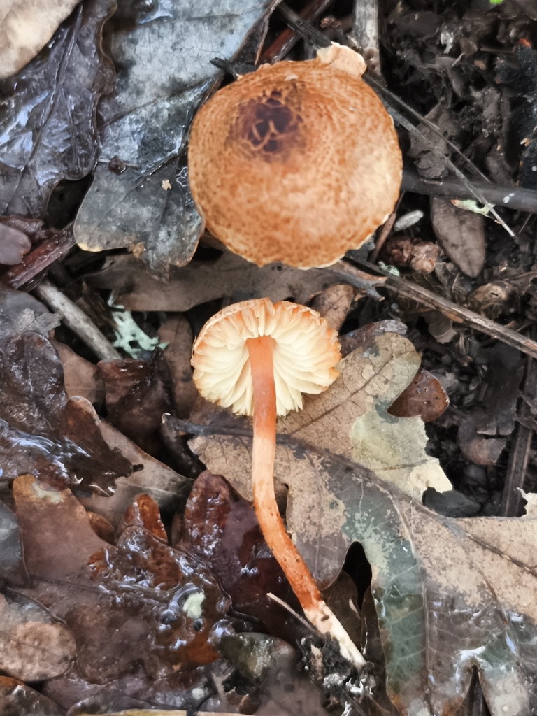 Lepiota castanea · November 2025 · photo: © jose_castro (iNaturalist, CC)