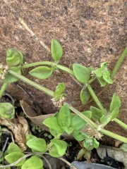 Edrastima goreensis