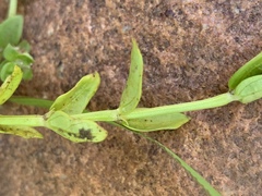 Edrastima goreensis