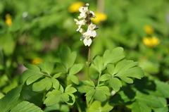 Corydalis cava marschalliana