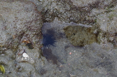 Echinometra vanbrunti