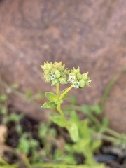 Edrastima goreensis