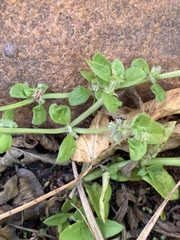 Edrastima goreensis