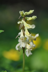 Corydalis cava marschalliana