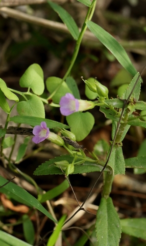 Limnophila aromatica, photograph 3