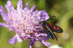 Zygaena lonicerae