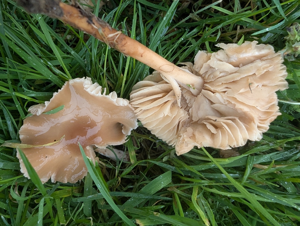 Marasmius oreades · November 2025 · photo: © ohwhen (iNaturalist, cc-by)