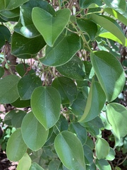 Tinospora tenera