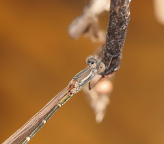 Austrolestes aridus