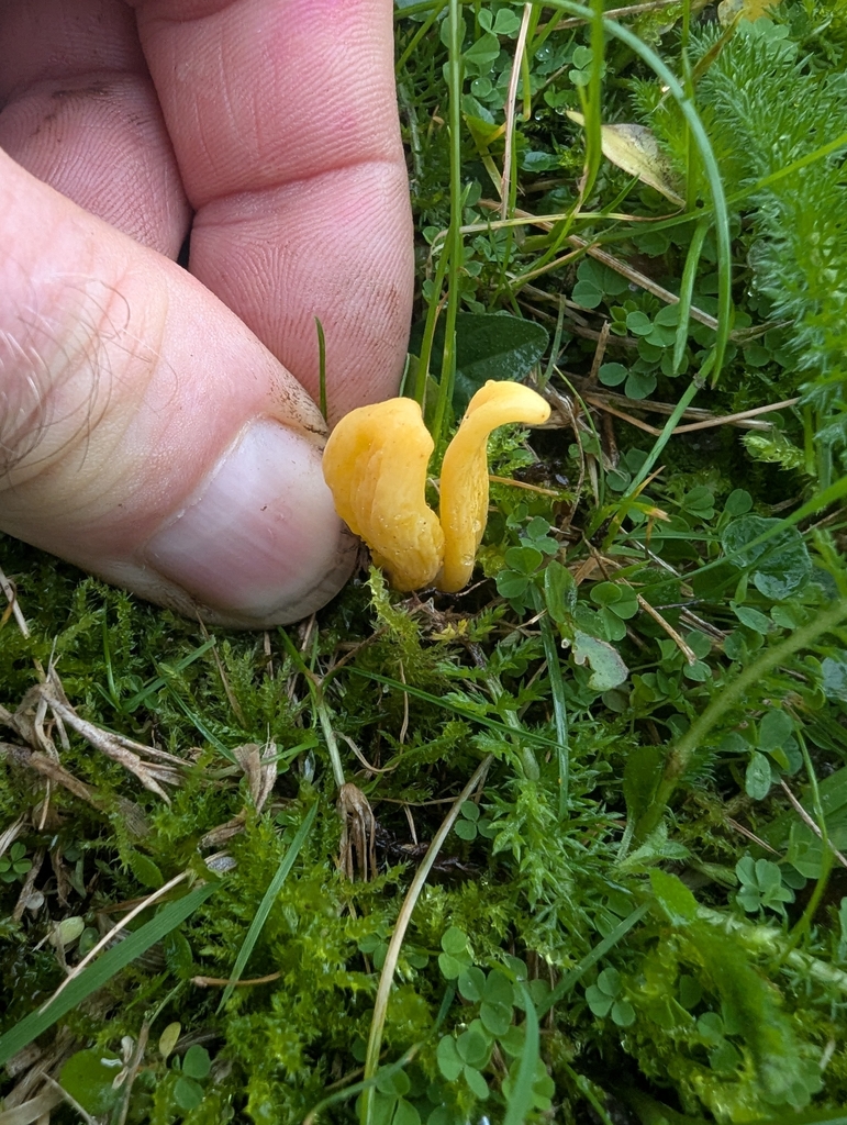 Clavulinopsis helvola · November 2025 · photo: © ohwhen (iNaturalist, cc-by)