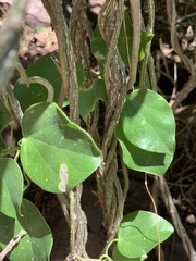 Tinospora tenera