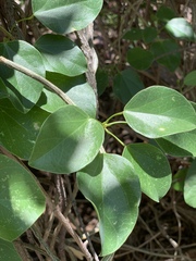 Tinospora tenera