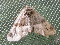 Niphonyx segregata