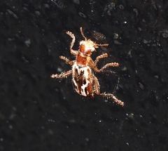 Lemidia