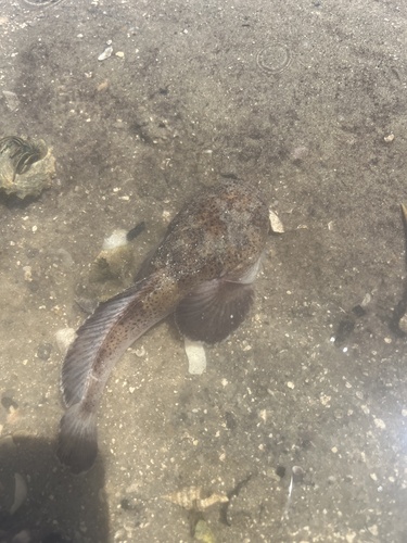 Niquim toadfish (Thalassophryne nattereri) — Batrachoididae — 3