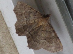 Xerodes rufescentaria