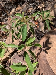 Croton gratissimus gratissimus