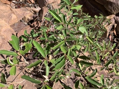 Croton gratissimus gratissimus